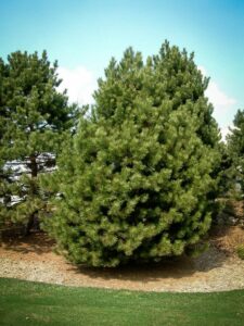 Сосна Чёрная (Pinus Nigra) купить по цене от 270.00р. в интернет-магазине «Посадика» с доставкой почтой в в Суоярвие и по всей России – [изображение №1].