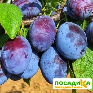 Слива Чачакская ранняя купить по цене от 229.00р. в интернет-магазине «Посадика» с доставкой почтой в в Суоярвие и по всей России – [изображение №1].