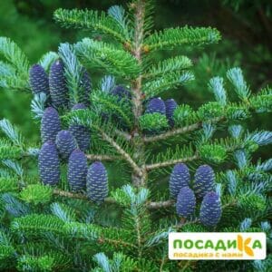 Пихта корейская (Abies koreana) купить по цене от 450.00р. в интернет-магазине «Посадика» с доставкой почтой в в Суоярвие и по всей России – [изображение №1].