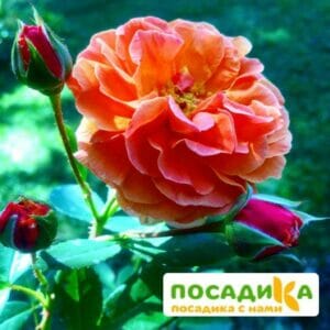 Роза Арабия купить по цене от 350.00р. в интернет-магазине «Посадика» с доставкой почтой в в Суоярвие и по всей России – [изображение №1].