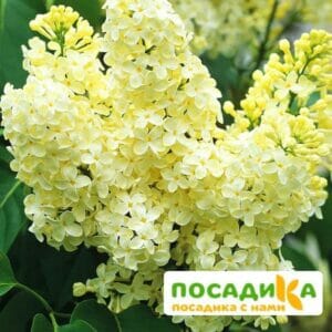 Сирень Примроуз (Primrose) купить по цене от 529.00р. в интернет-магазине «Посадика» с доставкой почтой в в Суоярвие и по всей России – [изображение №1].