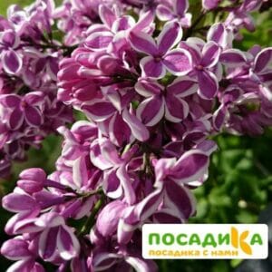 Сирень Сенсация купить по цене от 529.00р. в интернет-магазине «Посадика» с доставкой почтой в в Суоярвие и по всей России – [изображение №1].