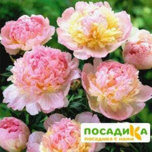 Пион Распберри Сандей (Paeonia Raspberry Sundae) купить по цене от 959р. в интернет-магазине «Посадика» с доставкой почтой в в Суоярвие и по всей России – [изображение №1].