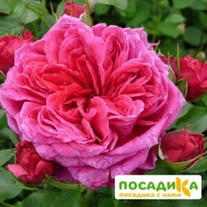 Шраб Роза Соул купить по цене от 390.00р. в интернет-магазине «Посадика» с доставкой почтой в в Суоярвие и по всей России – [изображение №1].
