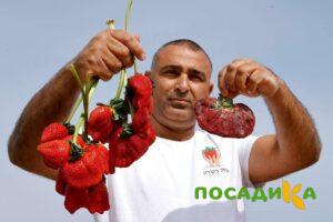 Клубника Гигант Джорнея купить по цене от 266р. в интернет-магазине «Посадика» с доставкой почтой в в Суоярвие и по всей России – [изображение №1].
