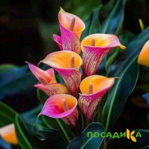 Калла Оникс купить по цене от 450р. в интернет-магазине «Посадика» с доставкой почтой в в Суоярвие и по всей России – [изображение №1].