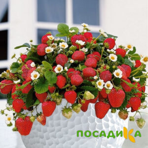 Клубника Рубиновый Шепот (горшечная) купить по цене от 240р. в интернет-магазине «Посадика» с доставкой почтой в в Суоярвие и по всей России – [изображение №1].
