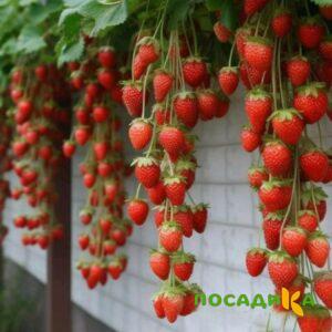 Клубника вьющаяся Комплимент купить по цене от 470р. в интернет-магазине «Посадика» с доставкой почтой в в Суоярвие и по всей России – [изображение №1].