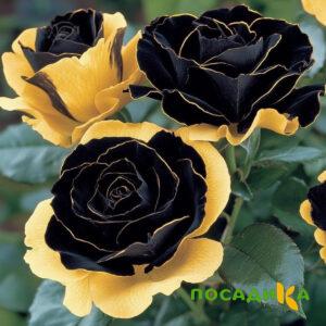 Роза Ханни Сикл купить по цене от 700р. в интернет-магазине «Посадика» с доставкой почтой в в Суоярвие и по всей России – [изображение №1].