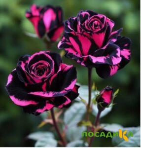 Роза Багровый Шепот купить по цене от 366р. в интернет-магазине «Посадика» с доставкой почтой в в Суоярвие и по всей России – [изображение №1].