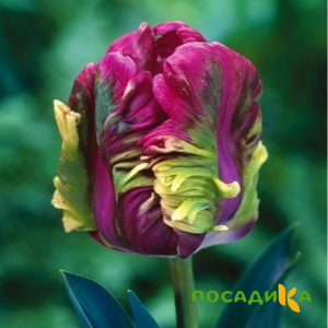 Тюльпан Экзотик Хэвен купить по цене от 186р. в интернет-магазине «Посадика» с доставкой почтой в в Суоярвие и по всей России – [изображение №1].
